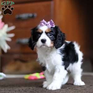 Brooke, Cavalier King Charles Spaniel Puppy