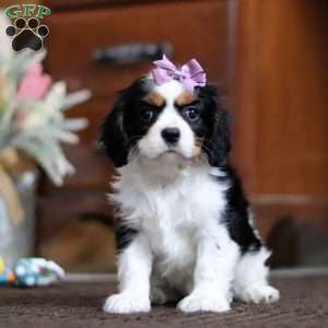 Brooke, Cavalier King Charles Spaniel Puppy