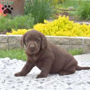 Brookie, Chocolate Labrador Retriever Puppy