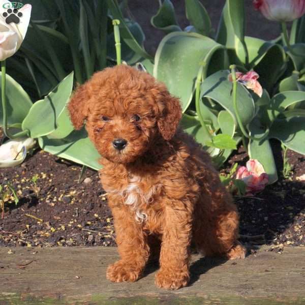 Brooks, Mini Goldendoodle Puppy