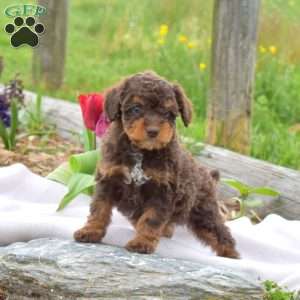 Brownie, Miniature Poodle Puppy