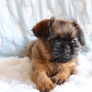 Brussels Griffon