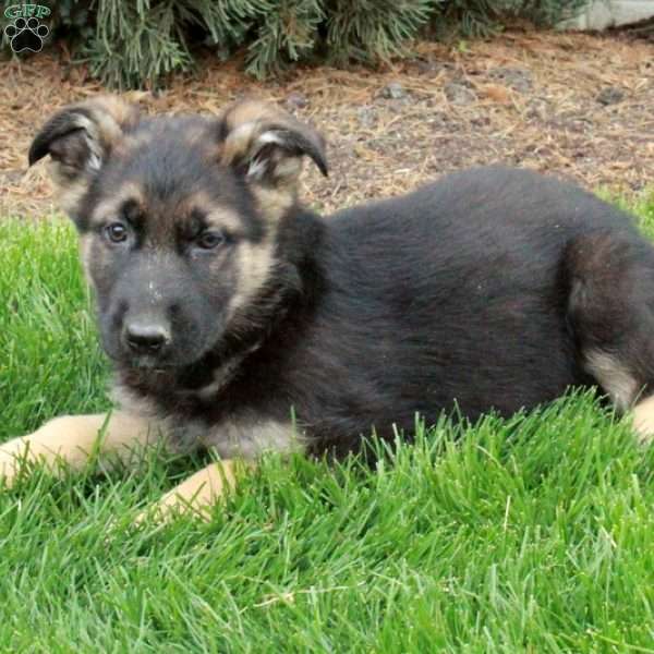 Bucky, German Shepherd Puppy