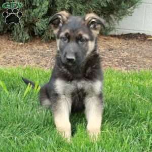 Bucky, German Shepherd Puppy