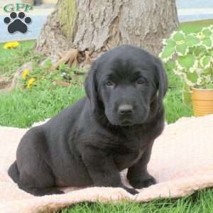 Bud, Black Labrador Retriever Puppy