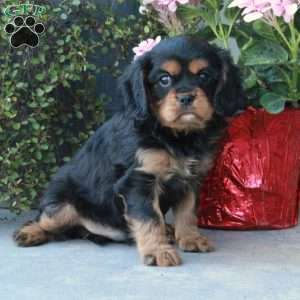 Buddy, Cavalier King Charles Spaniel Puppy