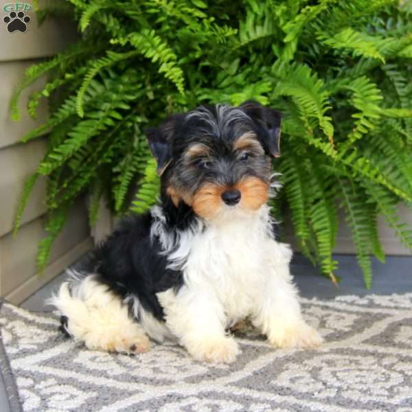 Buff-Biewer, Yorkie Puppy