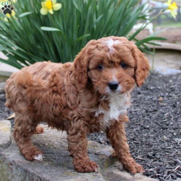 Buster, Cavapoo Puppy