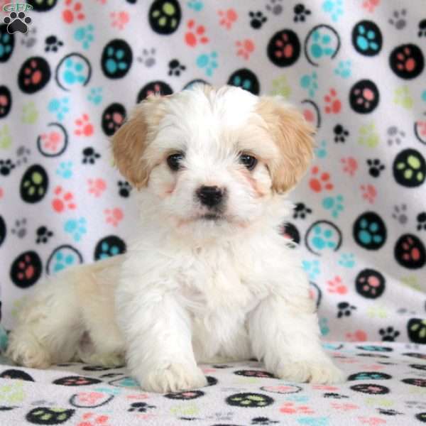Buster, Cavachon Puppy