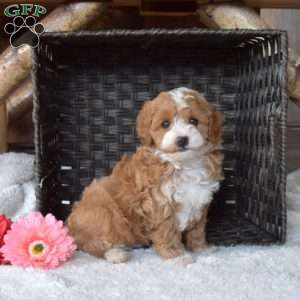Buster, Cavapoo Puppy