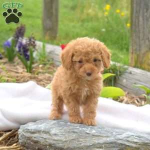 Buttercup, Miniature Poodle Puppy