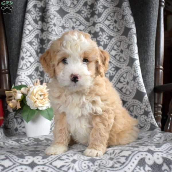 Butters, Mini Bernedoodle Puppy