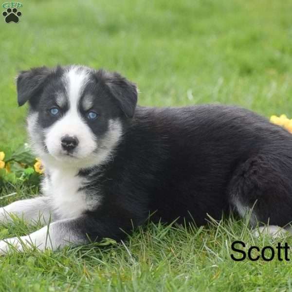 Scott, Pomsky Puppy