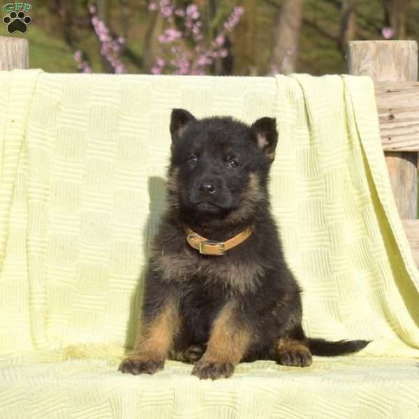 Cadet, German Shepherd Puppy