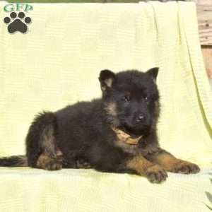 Cadet, German Shepherd Puppy