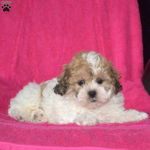 Callie, Teddy Bear Puppy