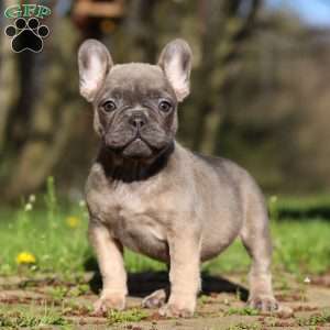 Camilla, French Bulldog Puppy