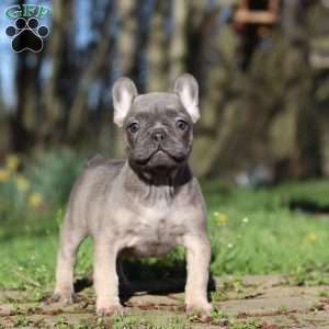 Camilla, French Bulldog Puppy