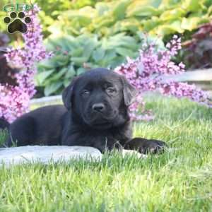 Candy, Black Labrador Retriever Puppy