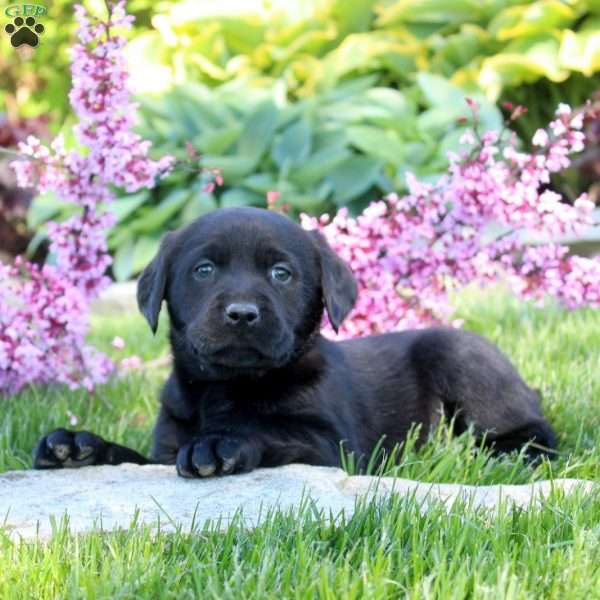 Cara, Black Labrador Retriever Puppy