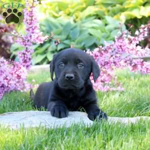 Cara, Black Labrador Retriever Puppy