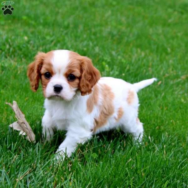 Carla, Cavalier King Charles Spaniel Puppy