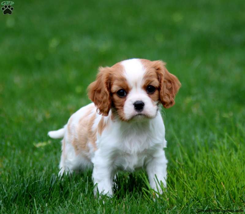 Carla - Cavalier King Charles Spaniel Puppy For Sale in Pennsylvania