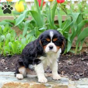 Carson, Cavalier King Charles Spaniel Puppy