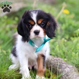 Carter, Cavalier King Charles Spaniel Puppy