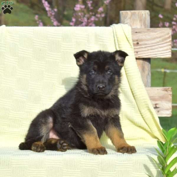 Cassie, German Shepherd Puppy
