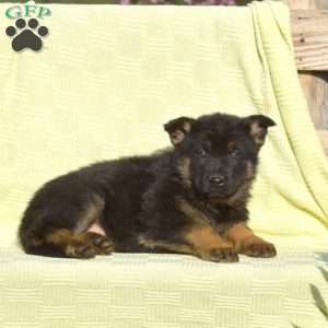 Cassie, German Shepherd Puppy