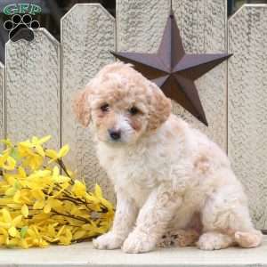 Cayla, Mini Goldendoodle Puppy