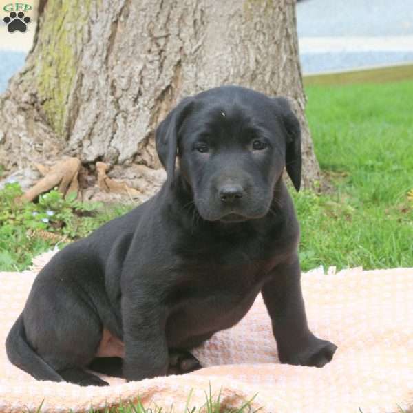 Cedar, Black Labrador Retriever Puppy