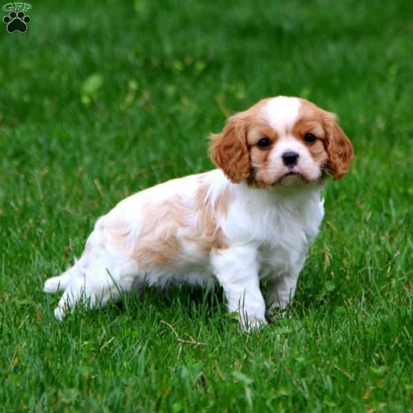 Champ, Cavalier King Charles Spaniel Puppy