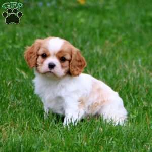 Champ, Cavalier King Charles Spaniel Puppy