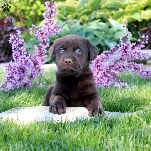 Chance, Chocolate Labrador Retriever Puppy