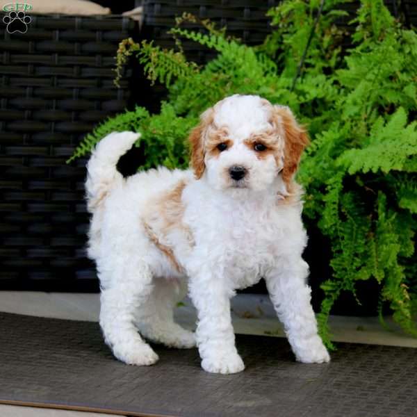Chance, Miniature Poodle Puppy