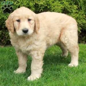 Charlie, Golden Retriever Puppy