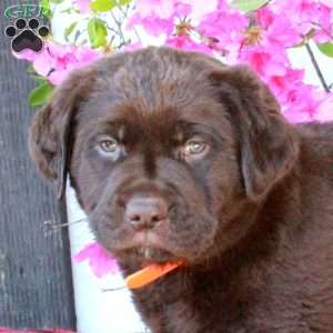 Charlie, Chocolate Labrador Retriever Puppy
