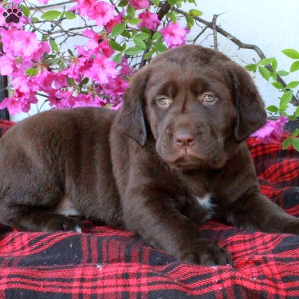 Charlotte, Chocolate Labrador Retriever Puppy