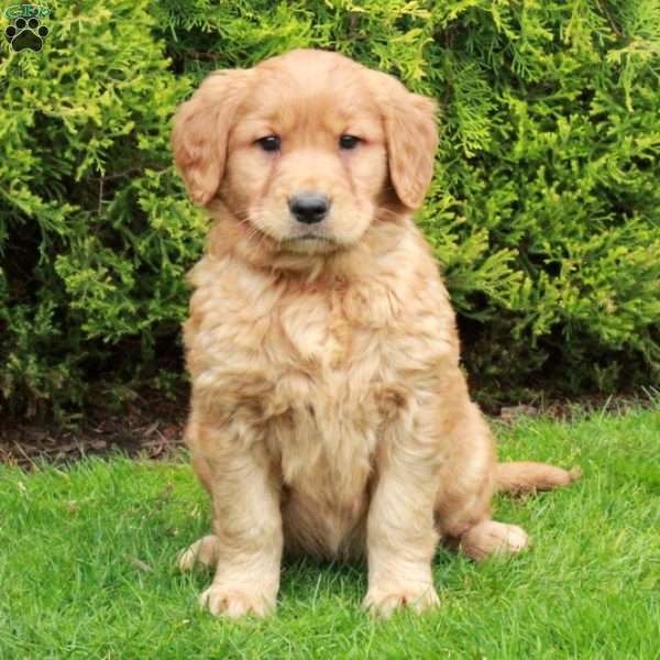 Charlotte, Golden Retriever Puppy