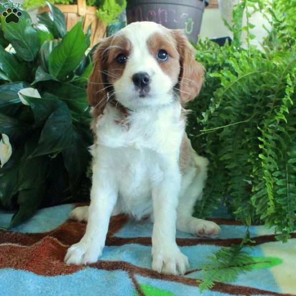 Charm, Cavalier King Charles Mix Puppy