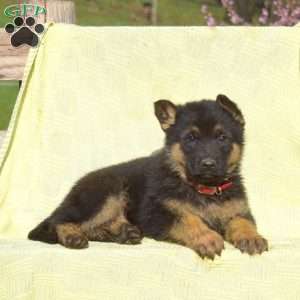 Chase, German Shepherd Puppy