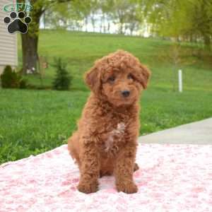 Cheddar, Miniature Poodle Puppy
