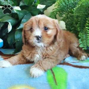 Cheddar, Cavalier King Charles Mix Puppy