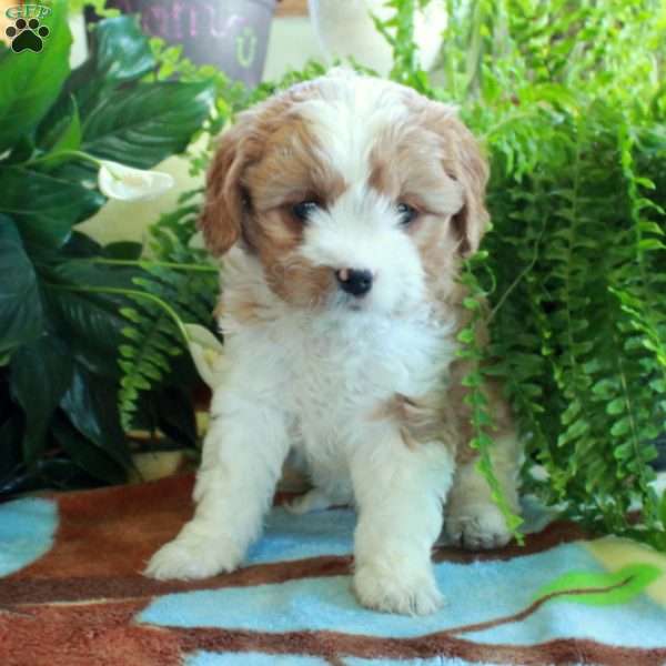 Chelsea, Cavalier King Charles Mix Puppy