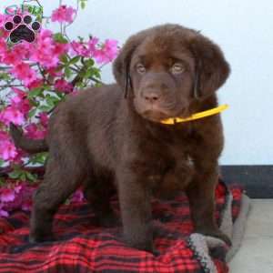 Chelsea, Chocolate Labrador Retriever Puppy