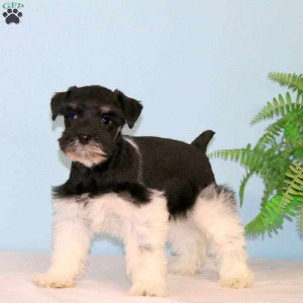 Chelsey, Miniature Schnauzer Puppy