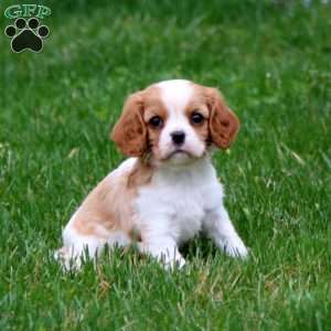 Cheryl, Cavalier King Charles Spaniel Puppy