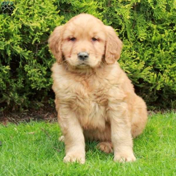 Chester, Golden Retriever Puppy